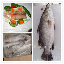 Замороженные морские окуни barramundi fish